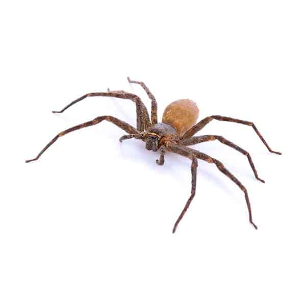 A brown spider with long legs is shown on a white background. The spider’s body is slightly raised, and all eight legs are visible, spread out in various directions—an example of pests Stat Pest Control can help manage.