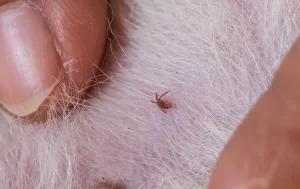 A close-up of fingers parting white animal fur to reveal a small tick attached to the skin, highlighting the importance of Stat Pest Control for effective tick removal and pet protection.