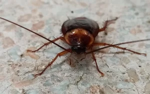 A close-up view of a brown cockroach with long antennae standing on a textured, light-colored surface—a common reason to call Stat Pest Control.