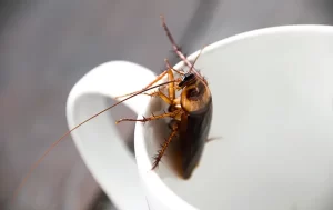A brown cockroach perched on the rim of a white ceramic cup, its legs and antennae extending outward—a clear sign it’s time to call Stat Pest Control.