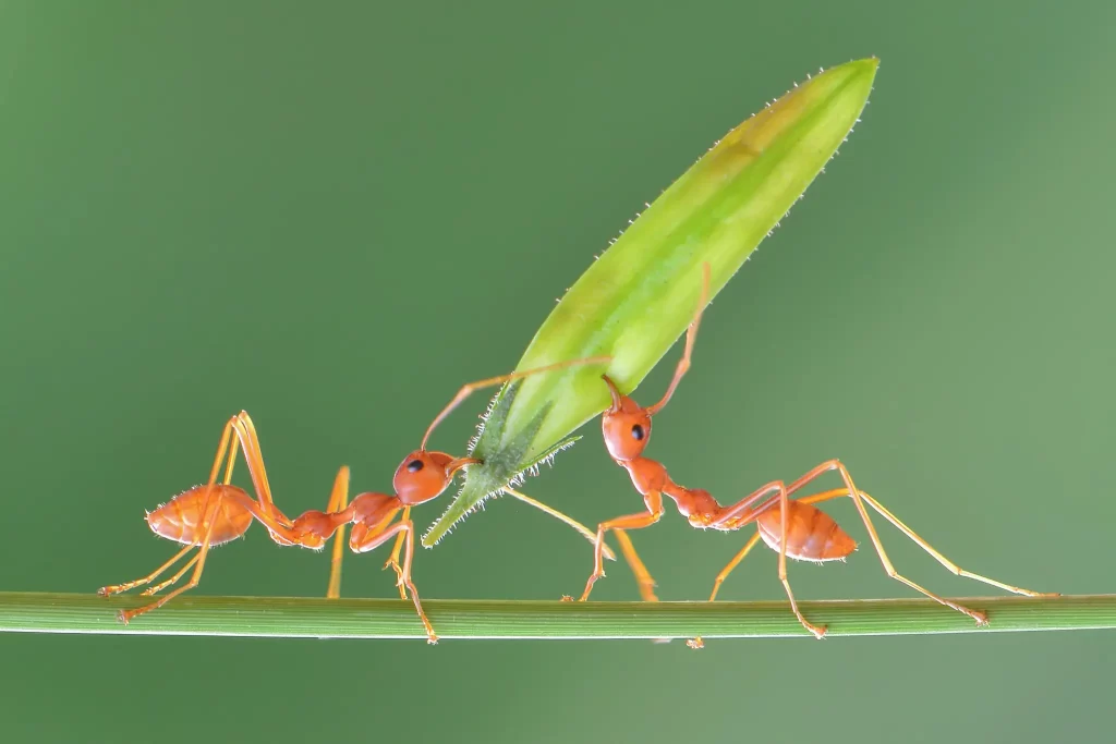 Two orange ants walk on a thin green stem—one ant carries a large green bud on its back. The background is a smooth gradient of green, showcasing nature’s teamwork, much like Stat Pest Control’s commitment to harmony.
