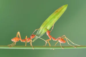 Two orange ants walk on a thin green stem—one ant carries a large green bud on its back. The background is a smooth gradient of green, showcasing nature’s teamwork, much like Stat Pest Control’s commitment to harmony.
