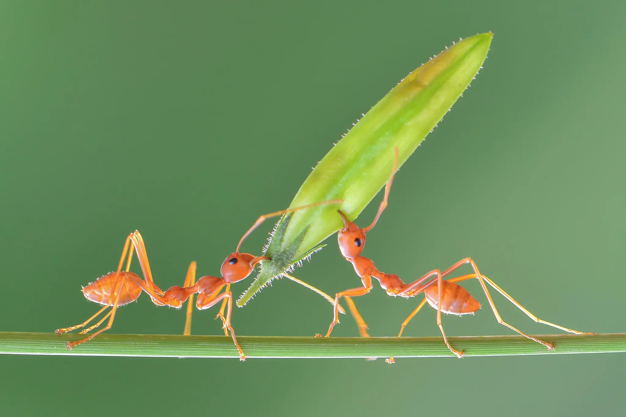 ants with a flower bud