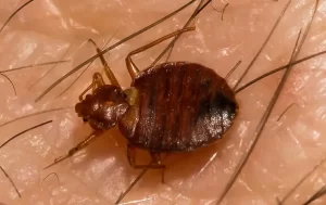 A close-up view of a brown bed bug crawling on human skin, its oval-shaped, flat body and six legs clearly visible—a reminder of why Stat Pest Control’s expertise is essential. Fine hairs on the skin’s surface are also detailed in the image.