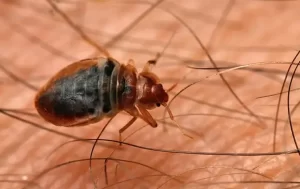 Close-up of a bed bug crawling on human skin, surrounded by fine body hairs. The bug's brown, oval-shaped body with visible legs and antennae highlights the need for expert Stat Pest Control solutions.