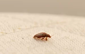 A close-up view of a bed bug crawling on a light-colored fabric surface, likely a mattress or bedding—an issue Stat Pest Control can help you address swiftly and effectively.
