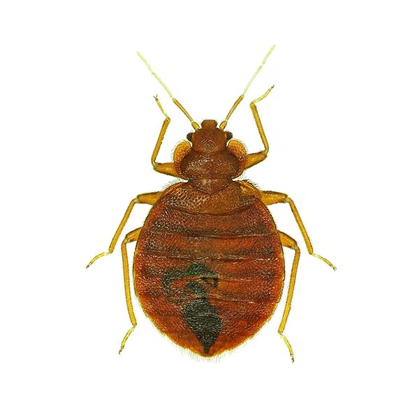 A close-up illustration of a reddish-brown bed bug with a rounded, flat body, six legs, and two long antennae is shown on a white background—perfect for Stat Pest Control educational materials.