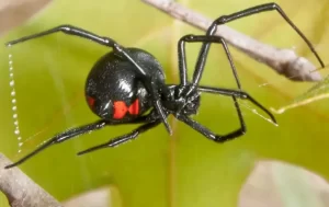 A close-up of a black widow spider with a shiny black body and distinctive red hourglass marking, clinging to a web between branches with green leaves in the background—an example of pests Stat Pest Control can help manage.