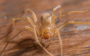Close-up of a brown recluse spider on a wooden surface, showing its six eyes, light brown body, and long legs—a reminder from Stat Pest Control of the importance of professional pest management.
