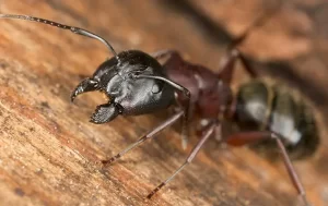 Close-up view of a black ant on a wooden surface, showing detailed features of its head, antennae, eyes, and segmented body—an example of what Stat Pest Control can help manage in your home.