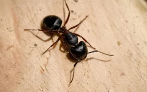 A close-up view of a black ant with six legs and two antennae walking on a light-colored, textured surface—a common sight before Stat Pest Control steps in to keep your home pest-free.