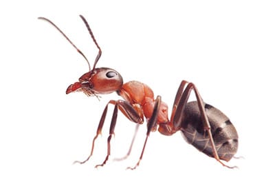 carpenter ant