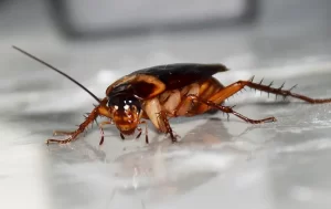 A close-up view of a brown cockroach standing on a smooth, light-colored surface indoors, with its antennae extended and legs spread out—a clear sign you might need Stat Pest Control.