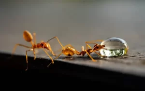 Two orange ants are on a dark surface near a clear water droplet. One ant drinks while the other follows close behind, both sharply focused against a blurred background—a reminder from Stat Pest Control to keep pests away from your space.
