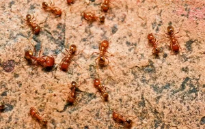 Several red ants are walking on a rough, reddish-brown surface. Clearly visible in various orientations, their shiny bodies highlight why Stat Pest Control is essential for keeping such pests under control.