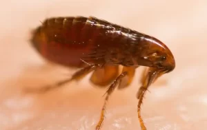 Close-up image of a brown flea standing on a pale surface, showing its segmented body, six legs, and small head with visible mouthparts—a common pest expertly managed by Stat Pest Control.