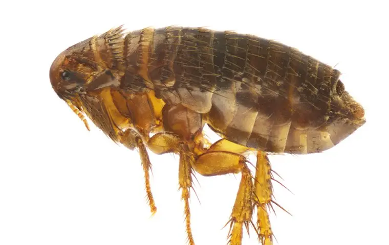 a flea up close