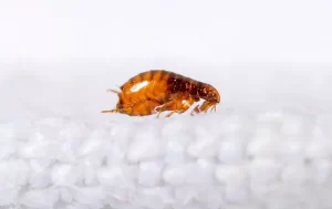 A close-up view of a single brown flea with visible legs and segmented body, positioned on a textured white surface—possibly fabric or carpet—showcases what Stat Pest Control can help eliminate, set against a plain white background.