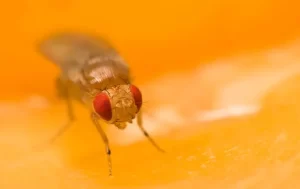 A close-up image of a fruit fly with red eyes standing on a yellow-orange surface, captured for Stat Pest Control, with a softly blurred background.