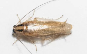 A close-up photo from above showing a small, light brown cockroach with antennae, six legs, and a shiny, segmented body on a white background—perfect for Stat Pest Control to highlight common household pests.