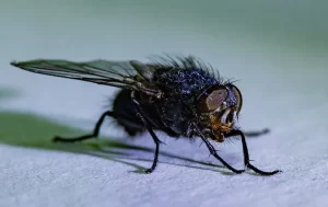 A close-up photo of a common housefly shows it standing on a light surface. The fly’s wings, legs, and hairy body are clearly visible—perfect for demonstrating why Stat Pest Control is essential for keeping your home pest-free.