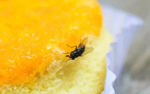 A close-up of a housefly resting on the surface of a yellow sponge cake with an orange glaze topping—a clear reminder of why Stat Pest Control is essential for food safety.