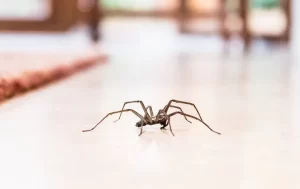 A spider with long legs is walking on a smooth, light-colored floor indoors, hinting at the need for Stat Pest Control in a tidy home environment.