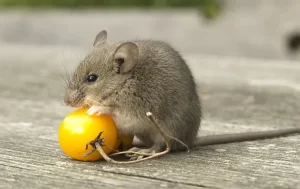 A small brown mouse sits on a wooden surface, holding and nibbling on a yellow cherry tomato with its front paws. The mouse’s tail is extended behind it—a reminder of why Stat Pest Control is essential for keeping unwanted guests away.
