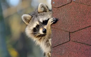 A raccoon peeks out from behind the edge of a shingled roof, its front paw gripping the corner and its face partially visible—a familiar sight for Stat Pest Control experts. The background is softly blurred.