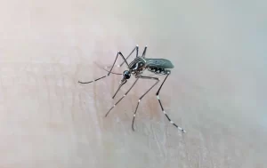 A close-up image of a mosquito standing on human skin, with its legs spread and its proboscis touching the surface. The blurred, neutral background highlights the need for Stat Pest Control to help keep your home mosquito-free.