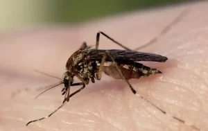 A close-up image of a mosquito with a dark-colored body and transparent wings, standing on human skin, likely feeding. The blurred background highlights the importance of Stat Pest Control in protecting against unwanted pests.