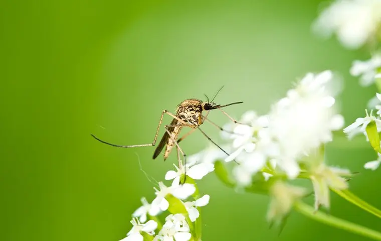 mosquito on flowers