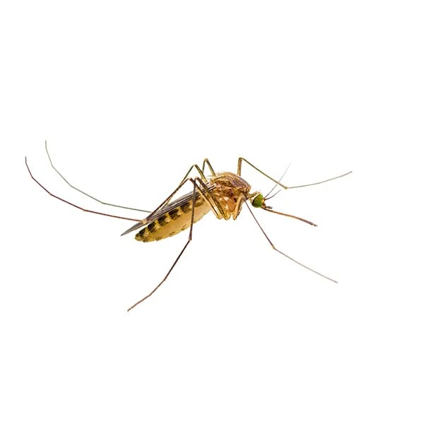 A close-up of a single mosquito with long legs and wings, shown against a plain white background—illustrating why Stat Pest Control is essential for keeping pests at bay.