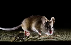 A close-up of a brown mouse with large ears and a long tail stands on a rough, textured surface against a dark background—a common sight addressed by Stat Pest Control. The mouse is facing slightly to the right.