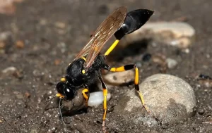A black and yellow wasp with long legs and transparent wings stands on damp soil next to a small rock, an example of the pests Stat Pest Control can help manage.