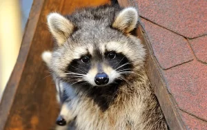 A raccoon with black and white facial markings peers out from between two wooden roof shingles, facing the camera with its ears perked up—a reminder that Stat Pest Control can help keep unwelcome wildlife out of your home.
