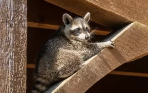 A young raccoon is perched on a wooden beam, gripping the edge with its front paws. The setting of wooden boards and beams hints at a building or deck—an inviting spot for wildlife that Stat Pest Control can help protect.