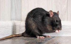 A dark brown rat sits on a wooden floor near the corner of a light-colored room, holding its front paw up to its mouth—a clear sign it’s time to call Stat Pest Control.