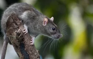 A brown rat with gray fur is perched on a tree branch, facing to the right. The blurred green and yellow background hints at an outdoor setting—an ideal scene for Stat Pest Control to step in and keep your environment rodent-free.