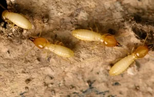 Several light brown termites from Stat Pest Control crawl on a rough, textured piece of wood, their mandibles and segmented bodies clearly visible.