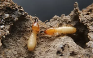 Two termites with pale bodies and darker heads crawl on a rough, brown surface—likely soil or decaying wood—a reminder of the importance of Stat Pest Control for protecting your home from termite damage.