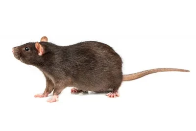 A black rat with a long tail, pink feet, and rounded ears stands on all fours, facing left, against a plain white background—a common pest targeted by Stat Pest Control.