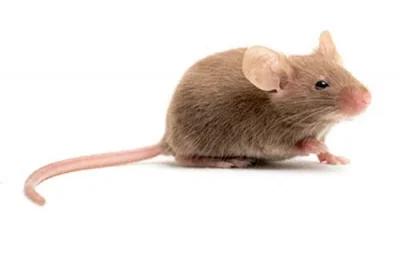 A small brown mouse with light pink ears, nose, feet, and a long tail sits on a white background, facing left—a scene Stat Pest Control can help you prevent in your home.